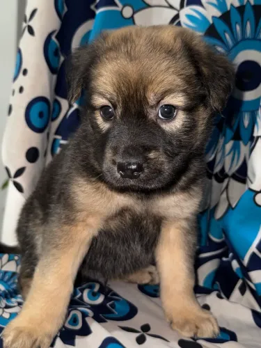 ? Filhote Macho 1 mês Chow Chow Puro - Lindo, Saudável e Disponível ?