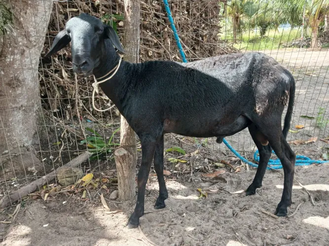 Carneiro