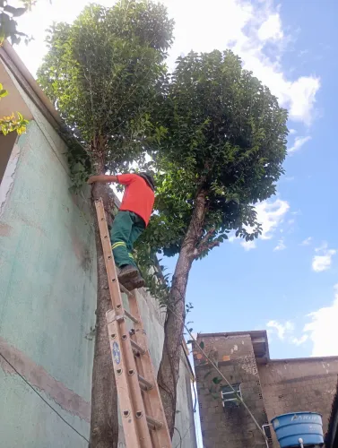 Podas de árvores e limpeza de terrenos em geral
