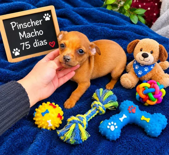 Pinscher machinho