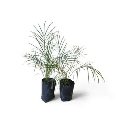 Kit 10 Mudas De Palmeira Phoenix Para Paisagismo E Jardim