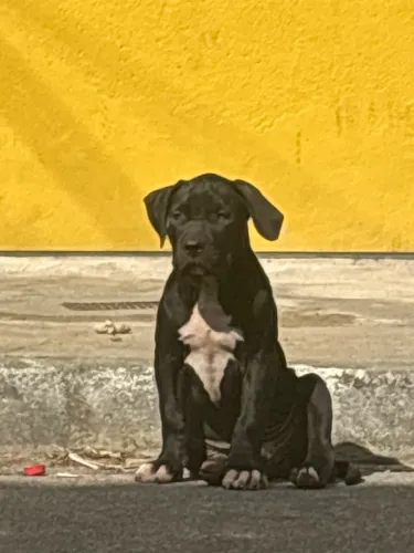 PIT MONSTER