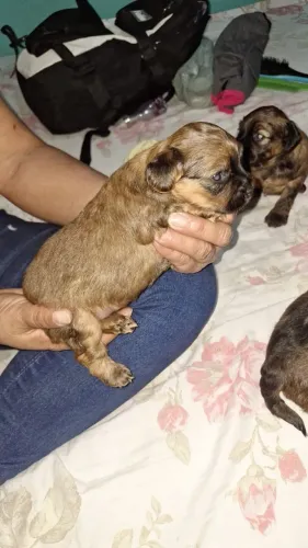 VENDE SE FILHOTES DE YORK SHAREY TERRIER