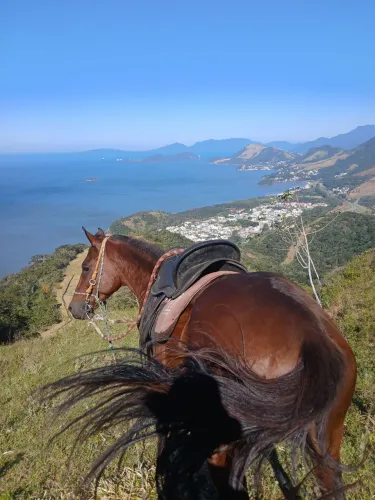 Cavalo a venda 