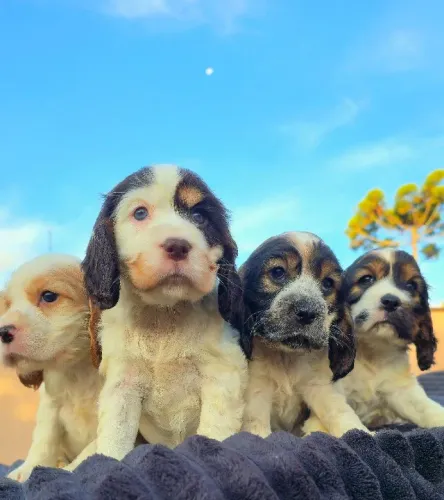 A próxima foto da família pode ter um Cocker Inglês