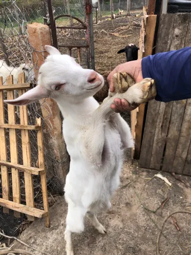 Cabrito saanem puro olho azul