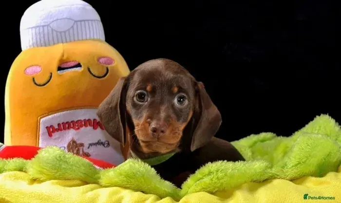 Cachorro Macho e Fêmea com Garantias Teckel/Dachshund/Salsicha/Salsichinha/Basset/Cofap