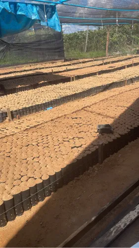 Mudas de café