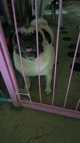 Fêmea de Pug