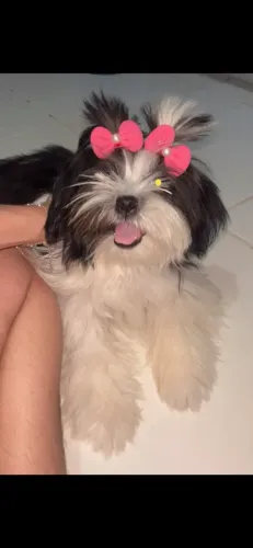 Pet