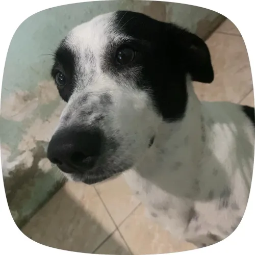 Cães