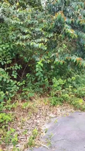 Lote Condomínio Caminho das Águas