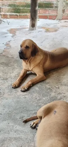 Fila brasileiro 