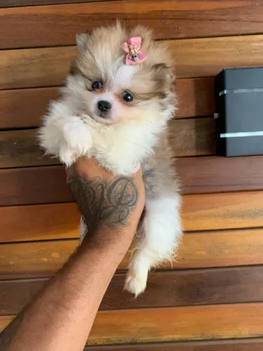 Lulu da pomerania anão - Spitz alemão anão