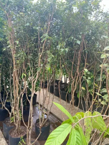 Jabuticaba híbrida