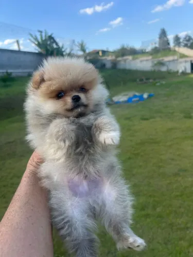 Filhotes de Spitz Alemão - Pequenos, Fofo e Muito Companheiros