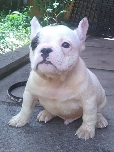 Bulldog Francês : Filhote genética pequena 