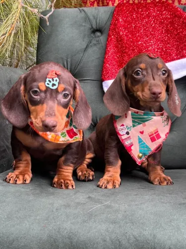 Filhotes de Dachshund chocolate