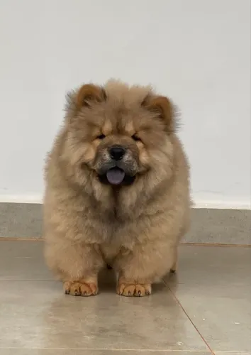 Chow Chow
