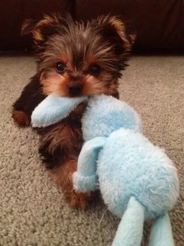 Filhotes Yorkshire Terrier Fofo com seu bb fofo azul
