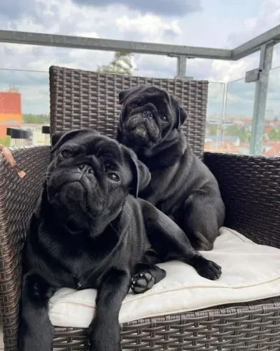 Filhote Pug, Nada como um amigo peludo para te fazer sorrir todos os dias!