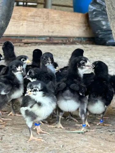 Pintinhos Gigante Negro de Jersey