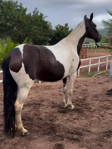 Lote 2x1, Égua Mangalarga Marchador + potro