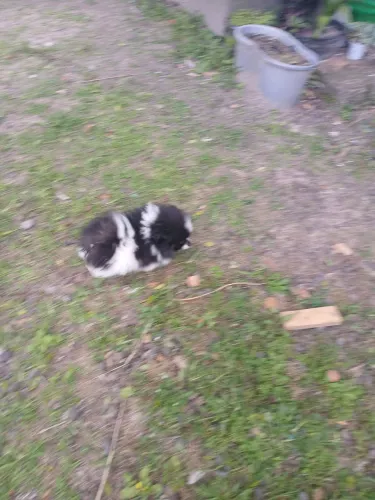 Filhotes de cachorro 