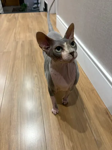 Gato Sphynx para adoção 