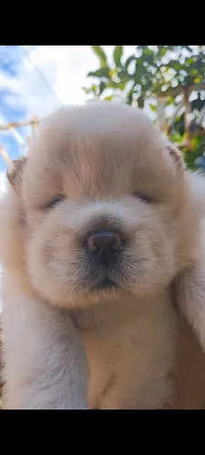 Chow Chow filhotinho à Venda