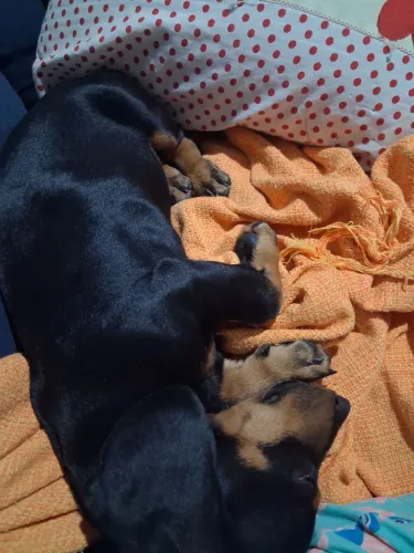 Cachorro  salsicha fêmea 