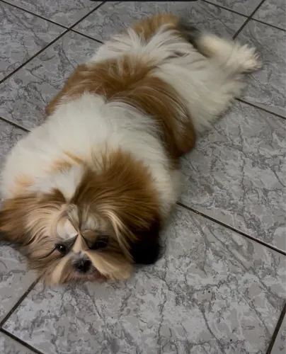 Shihtzu macho disponível valor promocional 