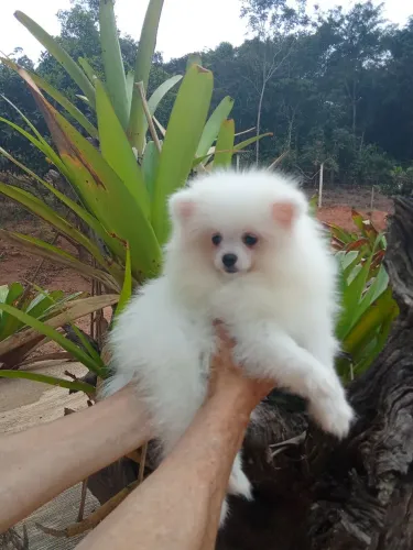 ? LULU DA POMERÂNIA BRANCO - UM PEQUENO PRÍNCIPE! ?