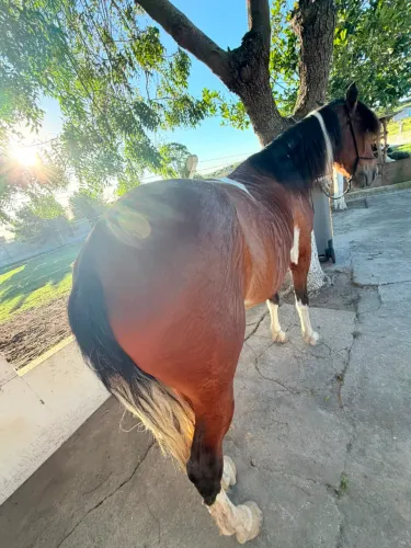 Cavalo