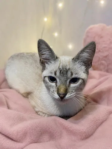 Doa-se gatinha!