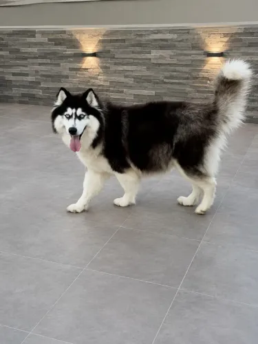 Husky siberiano fêmea adulta