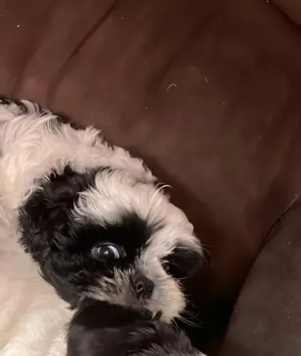 Vendo Filhote Shih Tzu