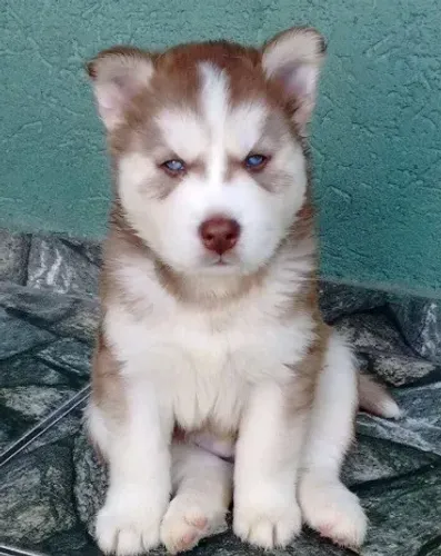 Husky Siberiano: Filhote lindo, brincalhão e saudável