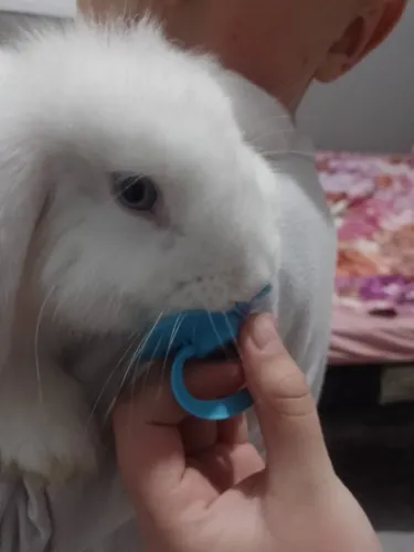 Coelho mini lop
