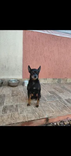 Doa-se cachorrinho pincher dócil, brincalhão.