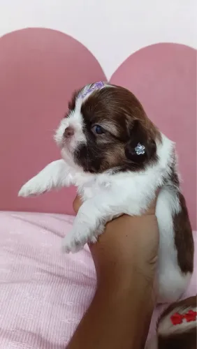 Venda de pets