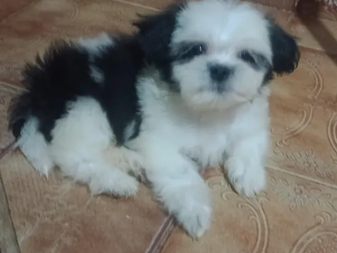 Pet animais de estimação