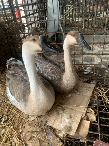 Ganso Africano, Casal disponível. Feira de Santana- Ba