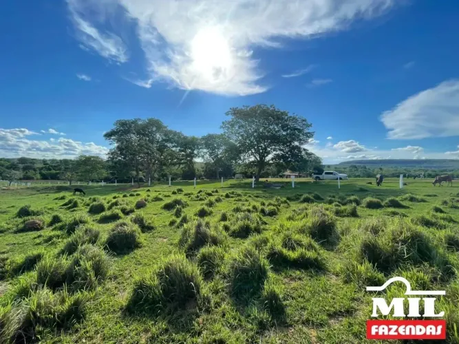 Fazenda 137 Alqueires (663 Hectares) em Torixoreu - MT
