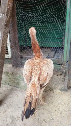 Galinha