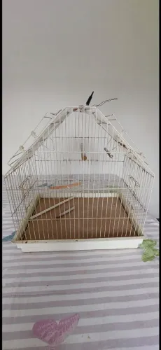 Gaiola Pets Disponivel