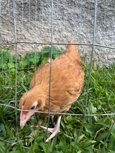 Vendo galinha Orpington, de ótima qualidade