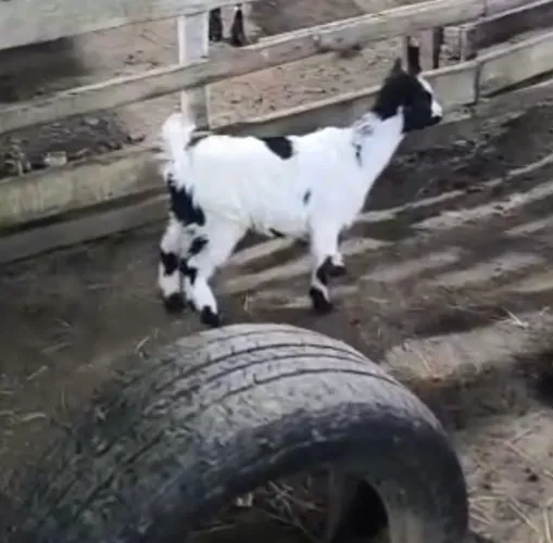 Mini cabra