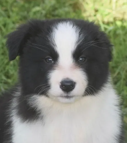 Border Collie Filhotes especiais para famílias especiais