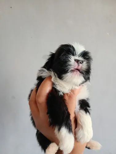 Filhote de shih Tzu
